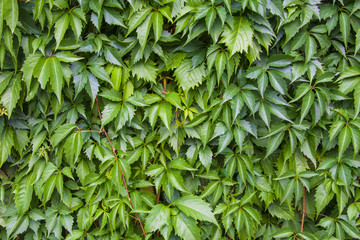 Ivy leaf background