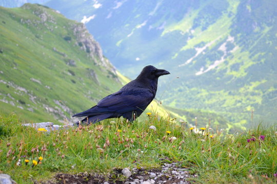 kruk w g&oacute;rach tatrach