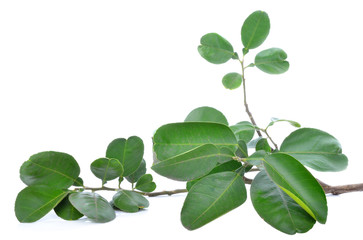 Fototapeta na wymiar Pomelo leaves isolated on white background