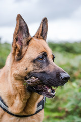 german shepherd close view on face