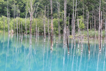 美瑛の青い池