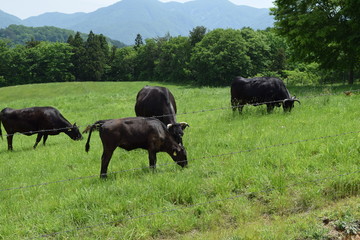 牛の放牧 ／ 山形県鶴岡市羽黒町川代にある月山高原牧場で、牛の放牧風景を撮影した写真です。この牧場は、約100haの緑のジュウタンが広がり、雄大な高原の中で牛や羊を眺められます。牛を放牧すると足腰が丈夫になる、広々とした牧場で運動することにより健全な牛になる、管理の手間が省ける、エサ代の削減など良いこと尽くしです。高原からの眺めは最高で、ひそかな観光ポイントになっています。