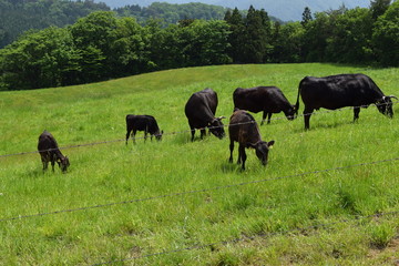 Naklejka na ściany i meble 牛の放牧 ／ 山形県鶴岡市羽黒町川代にある月山高原牧場で、牛の放牧風景を撮影した写真です。この牧場は、約100haの緑のジュウタンが広がり、雄大な高原の中で牛や羊を眺められます。牛を放牧すると足腰が丈夫になる、広々とした牧場で運動することにより健全な牛になる、管理の手間が省ける、エサ代の削減など良いこと尽くしです。高原からの眺めは最高で、ひそかな観光ポイントになっています。