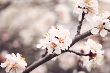 Obraz premium Blossom tree