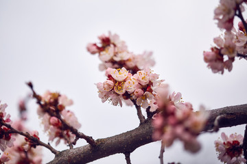 Cherry blossom