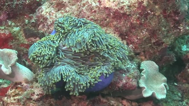 colored corals and schools of colorful fish scuba diving maldives