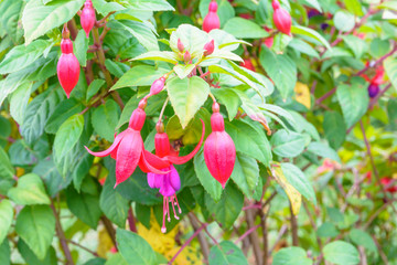 Pink fushsia blossom in garden