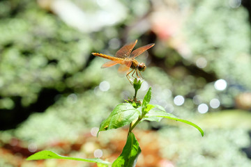 dragonfly at the pond 