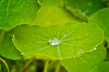 Water droplet in the center of a leaf