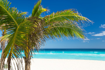 Fototapeta na wymiar Tropical beach with coconut palm tree and white sand