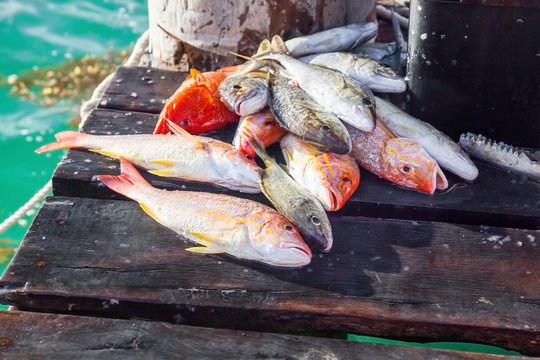 Catched fish on wooden pier