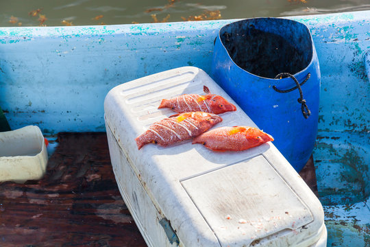 Catched fish on refrigerator at the boat