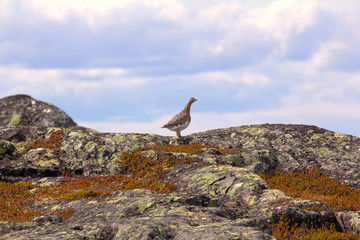 Ptarmigan in mountain tundra of Norwegian fjelds (hills)