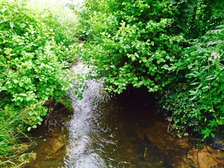 Bachlauf im Sommer