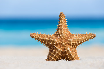 Fototapeta na wymiar Starfish on caribbean sandy beach