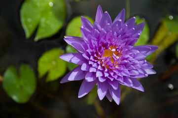 blue purple water lily in the garden