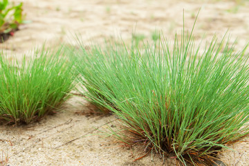 drops of dew on the spring green grass. Close-up