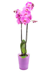 Pink orchid in pink pot on isolated white background. Image of 