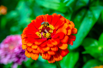 bee collects pollen from orange zinnias in the garden