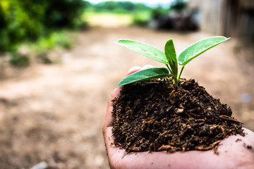 Hand that used in planting tree.