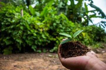 Hand that planting tree.