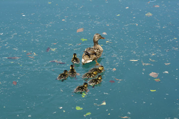 Slovenia, Zoology, ducks