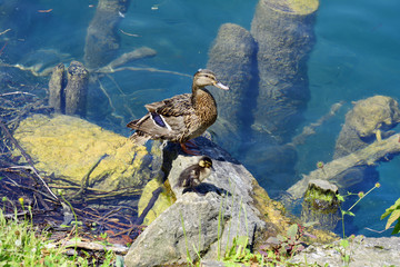 Slovenia, Zoology, ducks