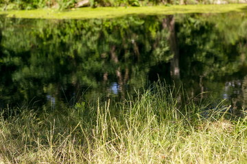 Obraz na płótnie Canvas Grass and reflection in the lake