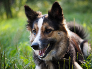 Beautiful dog lying on green grass. It's hot, fall seen, tongue, teeth