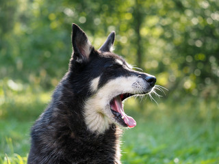 The dog yawns. Natural beautiful backdrop. The muzzle, teeth and jaws. Dog street, homeless