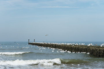 Seagull Settlement at Domburg Beach