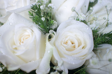 White roses background.(Close-up)