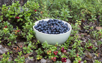 Fototapeta na wymiar Bowl of blueberries in a forest floor of Finish Lapland