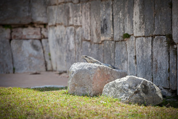 Iguana sitting on ruins of El Castillo, the Mayan Pyramid, Mexic