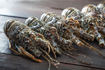 Spiny lobsters