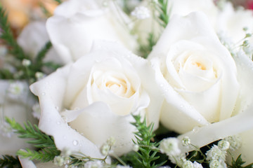 Obraz na płótnie Canvas White roses background.(Close-up)