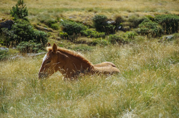 Bay horse grazes on meadow in mountain valley in Pyrenees near Coma Pedrosa peak. Andorra