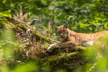 Luchs auf Baum