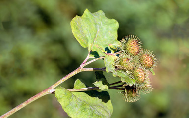 Fototapeta premium Flower heads of a Lesser Burdock plant from close