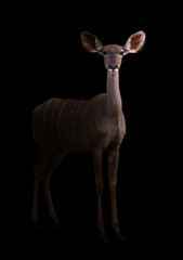 greater kudu in the dark