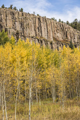 Golden aspen and pine trees forest in the San Juan Mountains in Colorado during fall