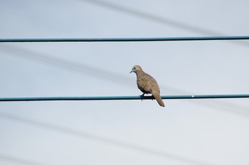 bird on electric wire