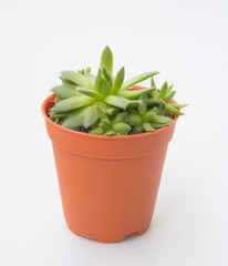  little Succulents plant in pot