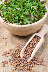 Fresh radish sprouts on a wooden background.