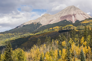 Golden Aspen Forest with Rocky Mountain in the San Juan Forest in Colorado