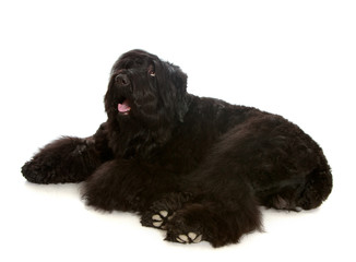 big black shaggy dog
