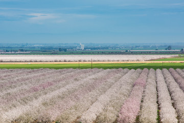 Almond Farm blooming in northern California with many trees with pink blossoms in spring