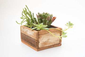 Variety of little Succulents plant pot inside wooden cage