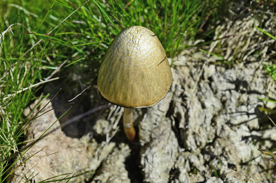 Austria, Tyrol, Mushroom