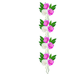 Obraz na płótnie Canvas peony flowers isolated on white background
